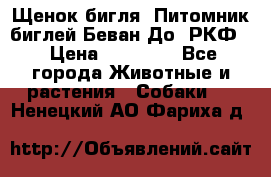 Щенок бигля. Питомник биглей Беван-До (РКФ) › Цена ­ 20 000 - Все города Животные и растения » Собаки   . Ненецкий АО,Фариха д.